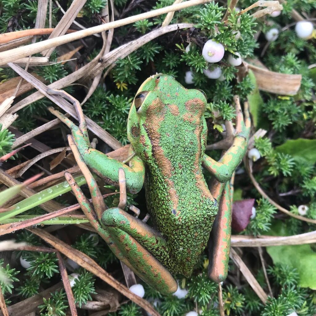 hotel-mari-mari-buentour-6